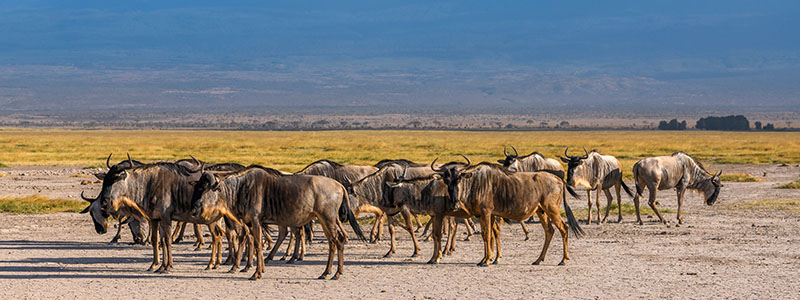 a group of wildebeest in Amboseli National Park